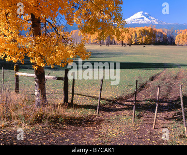 Washington's Mt Adams and autumn aspen grove in Glenwood Valley. Stock Photo