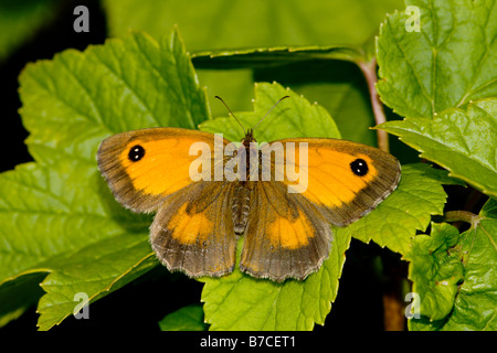 Gatekeeper butterfly with wings open on leaf Stock Photo