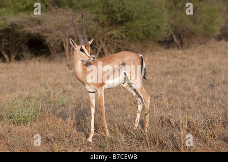 Grants gazelle Gazella grantii Tsavo East National Park Kenya Stock Photo
