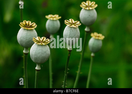 Poppy Papaveraceae seed heads green Stock Photo