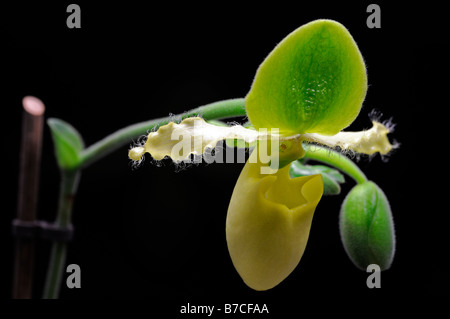 paphiopedilum yellow lady's slipper orchid flower bloom blooming flowering black background Stock Photo