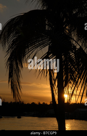 Single palm tree at sunset Stock Photo