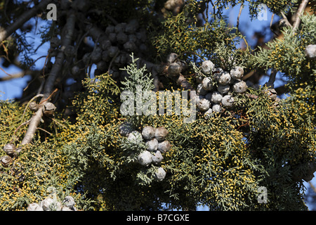 Cypress Tree Cones Tuscany Italy Stock Photo