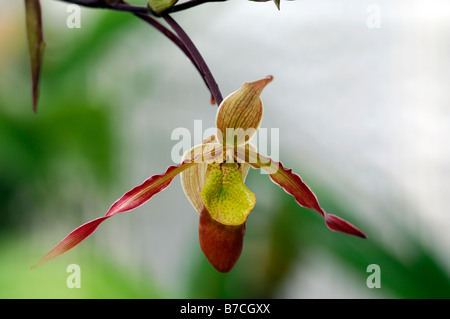 phragmipedium longifolium phrag Orchid single pink flower green foliage Lady's Slipper Orchid Stock Photo