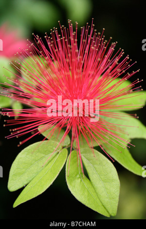 Calliandra haematocephala (Red powder puff / powder puff tree / fairy duster) close-up of flower Stock Photo