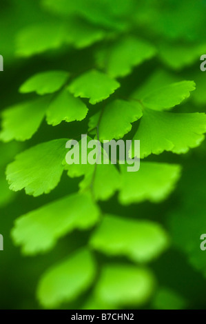 Maidenhair fern (Adiantum sp.)  Family Pteridaceae, detail of leaves Stock Photo