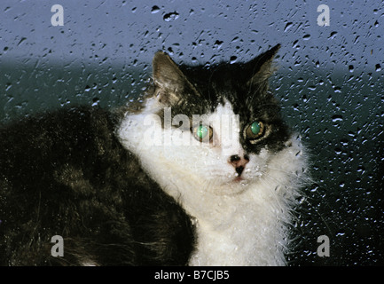 Cat looking in through rain-splashed window - flash reflection in eyes. Stock Photo