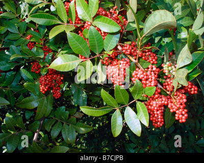 Brazilian Pepper tree branch and berries in Florida, USA Stock Photo