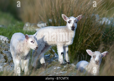 domestic sheep (Ovis ammon f. aries), scottish blackface lambs, United Kingdom, Scotland, Islay Stock Photo
