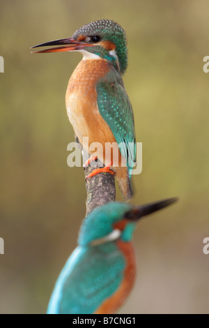 river kingfisher (Alcedo atthis), female quarreling with its partner, Germany, Bavaria, Isental Stock Photo