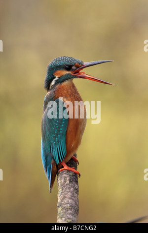 river kingfisher (Alcedo atthis), female quarreling with its partner, Germany, Bavaria, Isental Stock Photo
