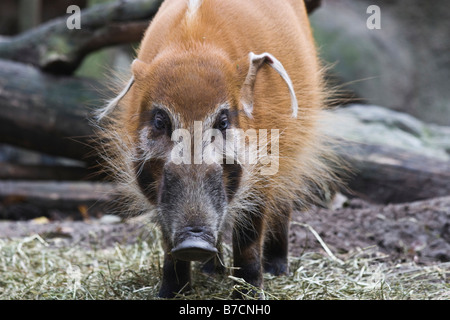 A Red River Hog is seen at the Bronx Zoo in New York Stock Photo