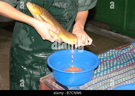 Trout eggs hi-res stock photography and images - Alamy