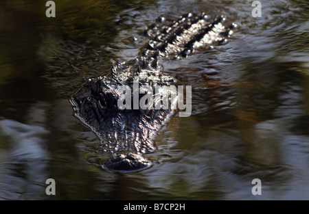 Alligator in the water Stock Photo