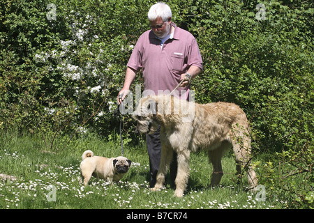 Pug (Canis lupus f. familiaris), old man with a Pug and an Irish Wolfhound Stock Photo