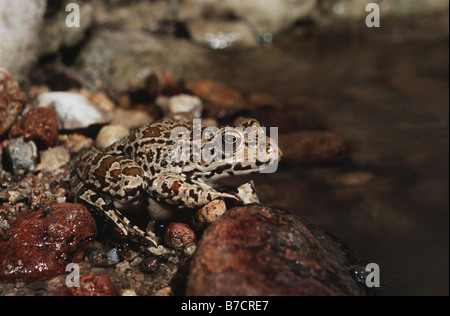 marsh frog, lake frog (Rana ridibunda), sitting, Greece, Milos Stock Photo