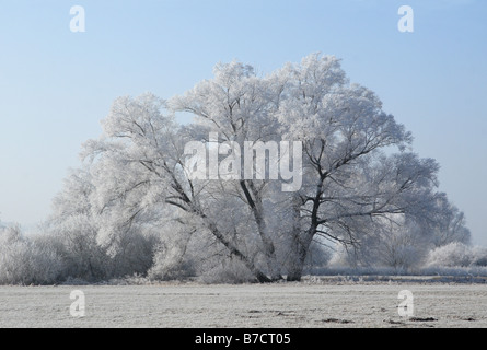 white willow (Salix alba), group of trees with hoar frost, Germany, Bavaria Stock Photo