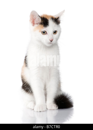 kitten European Shorthair cat 2 months in front of a white background Stock Photo