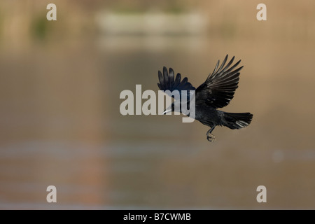 Carrion Crow Corvus corone Stock Photo