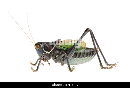Grasshopper - Gampsocleis gratiosa Stock Photo
