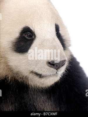 Giant Panda 18 months Ailuropoda melanoleuca in front of a white background Stock Photo