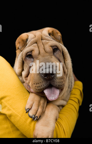 A young woman with her Shar-Pei, studio shot Stock Photo