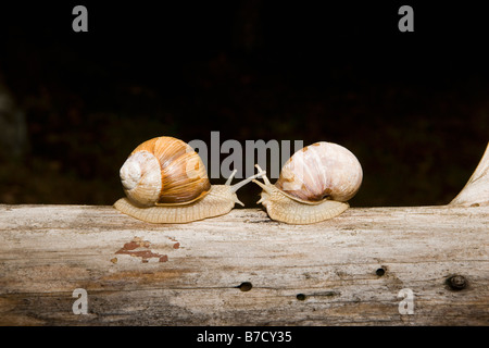 Two land snails (Gastropoda) face to face on a log Stock Photo