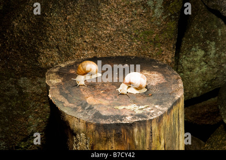 Two land snails (Gastropoda) on a tree stump Stock Photo