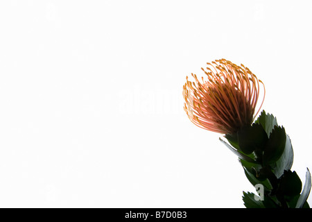 Silveredge Pincushion (Leucospermum patersonii) Stock Photo