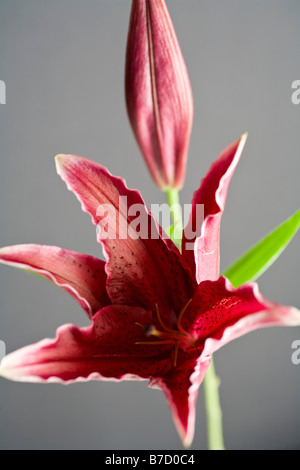 Stargazer lily (Lilium orientalis) Stock Photo