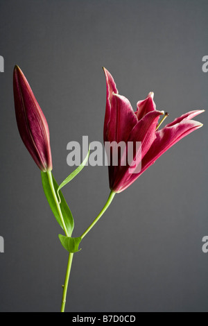 Stargazer lily (Lilium orientalis) Stock Photo