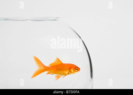 A goldfish in a fishbowl Stock Photo