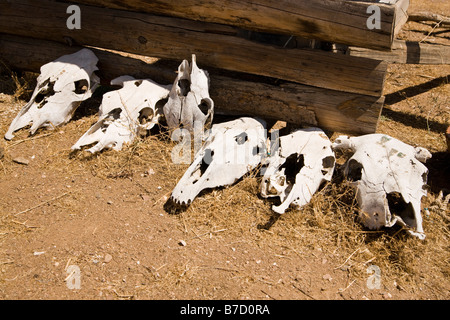 Cattle skulls lying on the ground in a row Stock Photo