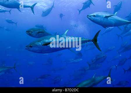 Captive Bluefin Tuna inside a transport cage being taken to Tuna Farm, Turkey, Mediterranean. Stock Photo