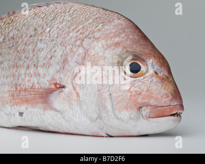 A red sea bream Stock Photo