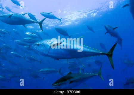 Captive Bluefin Tuna inside a transport cage being taken to Tuna Farm, Turkey, Mediterranean. Stock Photo