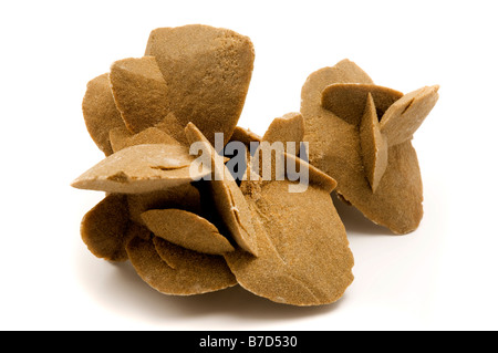 Desert Rose Rosette formations of the minerals gypsum and barite with poikilotopic sand inclusions on a white background Stock Photo