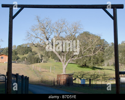 Barren tree branches in early spring in Atascadero California Stock Photo