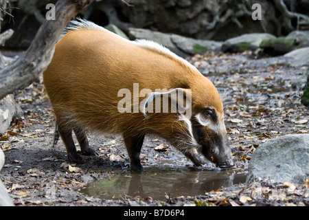 A Red River Hog is seen at the Bronx Zoo in New York Stock Photo