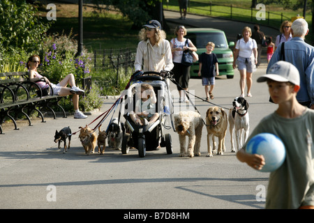 Dogwalker, Central Park, New York City, USA Stock Photo