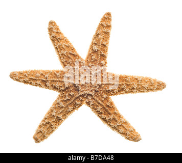 starfish isolated on white background Stock Photo