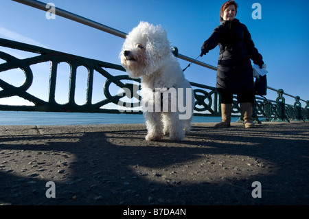 A pedigree Bichon Frise whose grandfather won the Crufts dog show best in show takes a walk on Brighton and Hove seafront Stock Photo