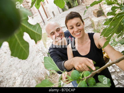 Man and woman picking figs Stock Photo