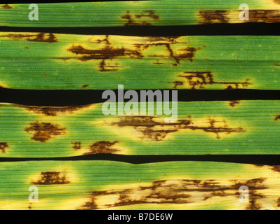 Net blotch Pyrenophora teres lesions on barley leaves Stock Photo