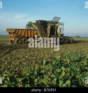 Standen harvester elevating mature sugar beet crop and offloading to trailer Stock Photo