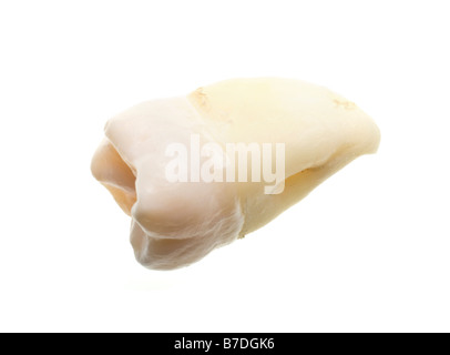 extracted wisdom tooth isoalted on white Stock Photo