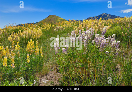 Hillside covered with wild flowers at the ski resort of Sun Valley in Idaho, United States of America Stock Photo