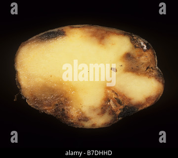 Potato late blight Phytophthora infestans symptoms in section through potato tuber Stock Photo