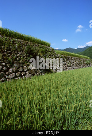 Stepped rice paddy and stonewall Stock Photo