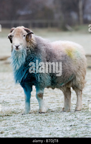 Herdwick ram in Borrowdale English Lake District covered in blue raddle after autumn mating season Stock Photo